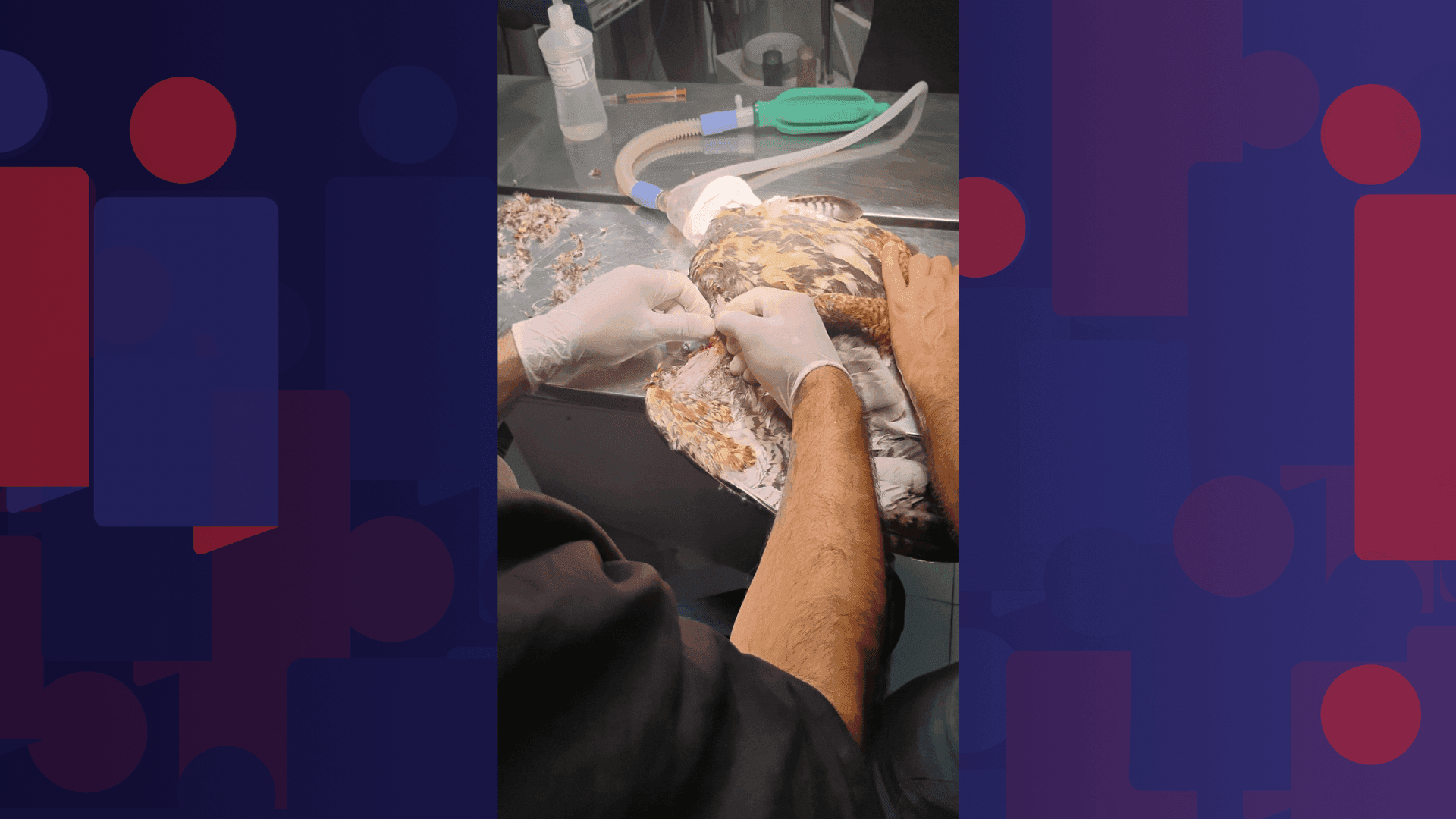 Após passar por uma avaliação, o gavião foi levado para a Clínica de Recuperação de Animais Silvestres, na mesma região, onde o animal se recupera.