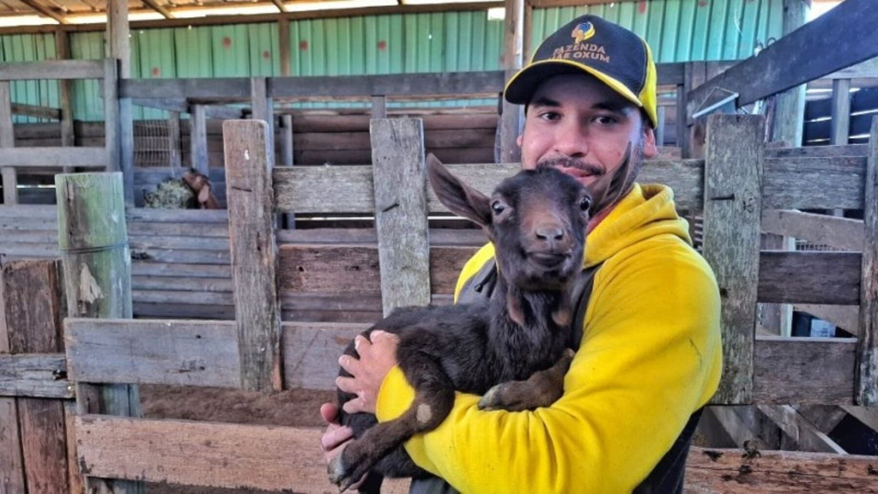 Fruto de inseminação artificial, cabrinha Bibi estreia na Expointer