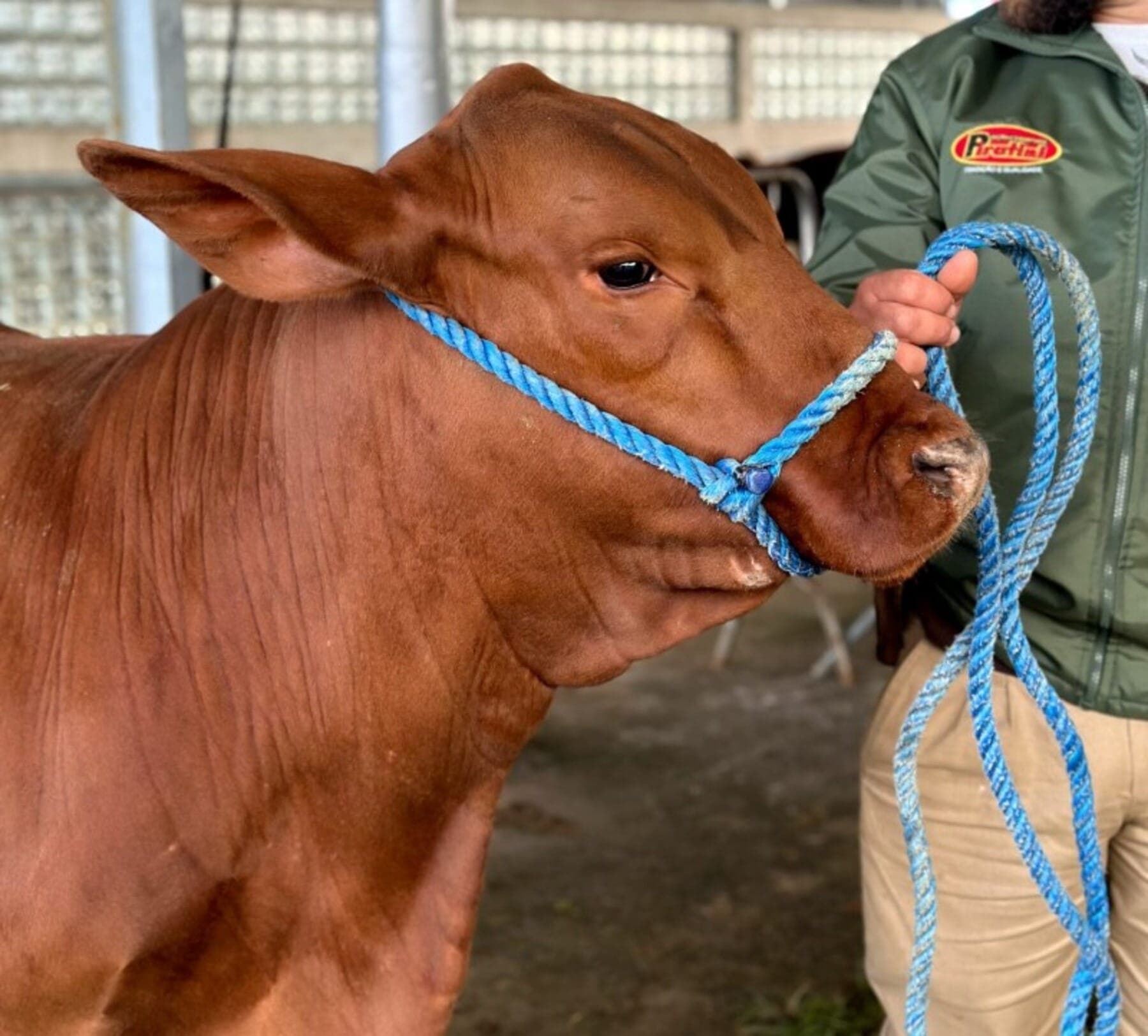 Raça terá 148 exemplares de 36 expositores de três estados