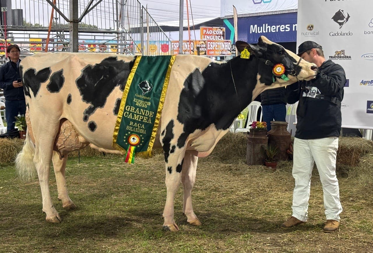 Vaca C.A.M Custódia Hotjob 156 é campeã da raça Holandesa na Expointer