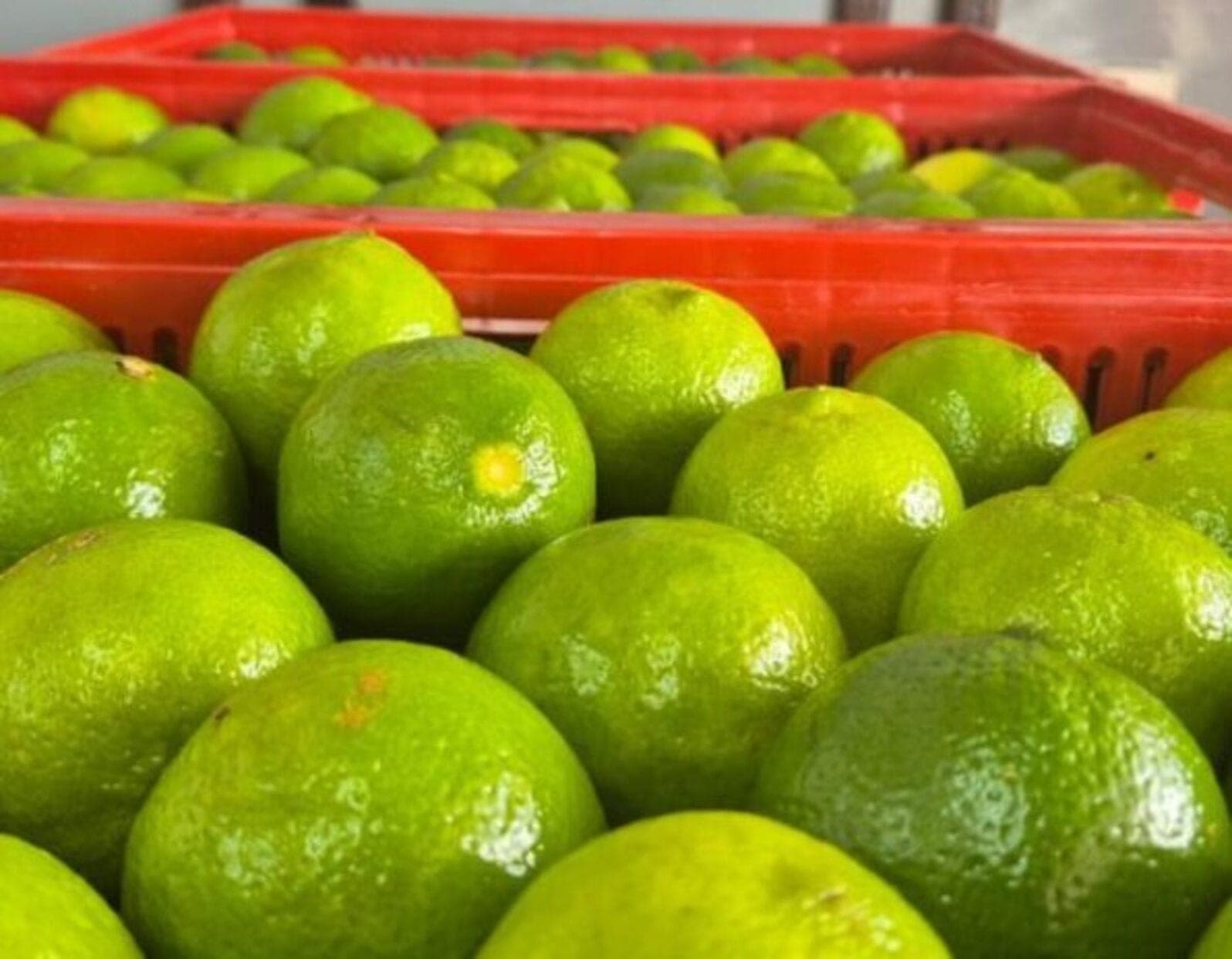 A lima ácida fica mais cara porque está no período da entressafra