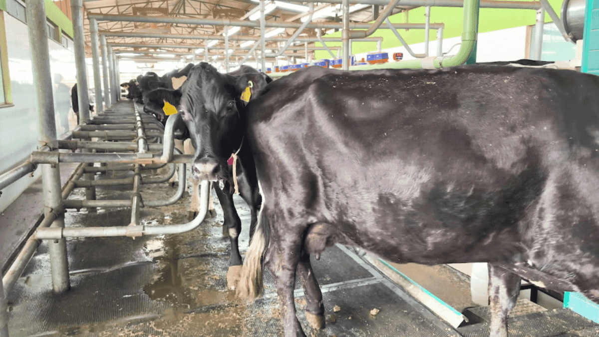 Brasil sedia Fórum Nacional do Leite para discutir desafios do setor