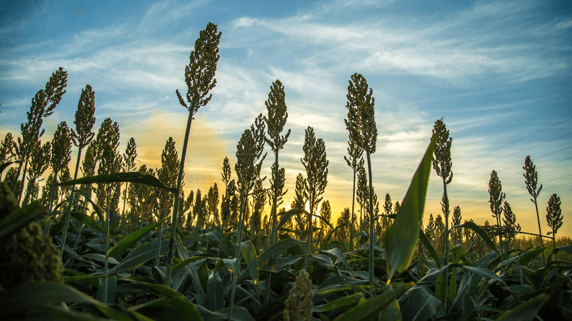 Sorgo brasileiro tem potencial para ser exportado em larga escala