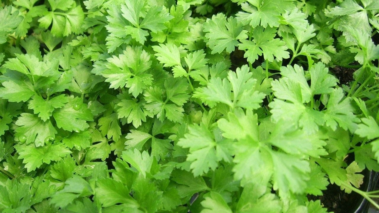 Salsa limpa os ambientes