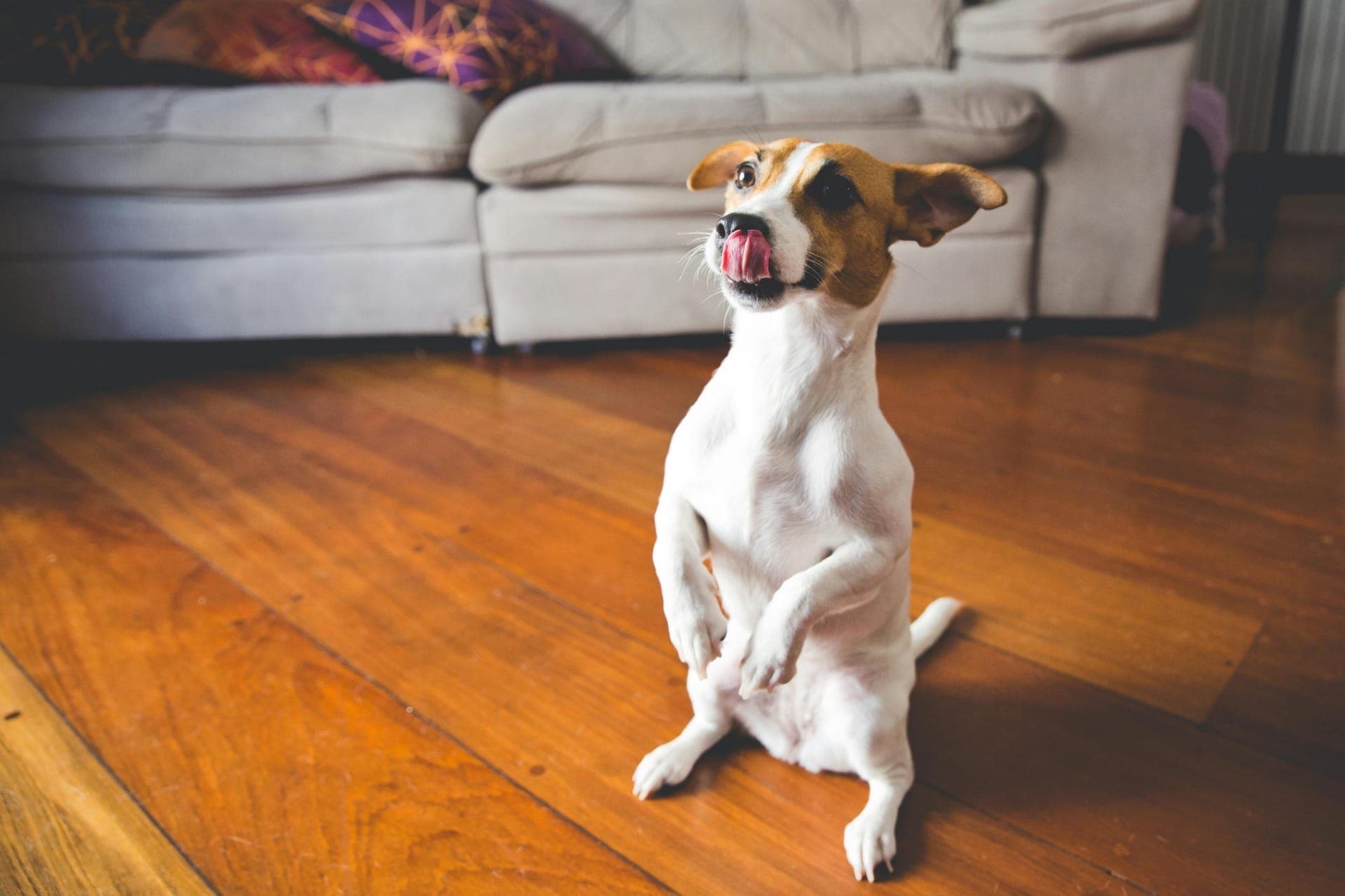 Resista à cara de pidão: cachorro e gato não podem comer chocolates