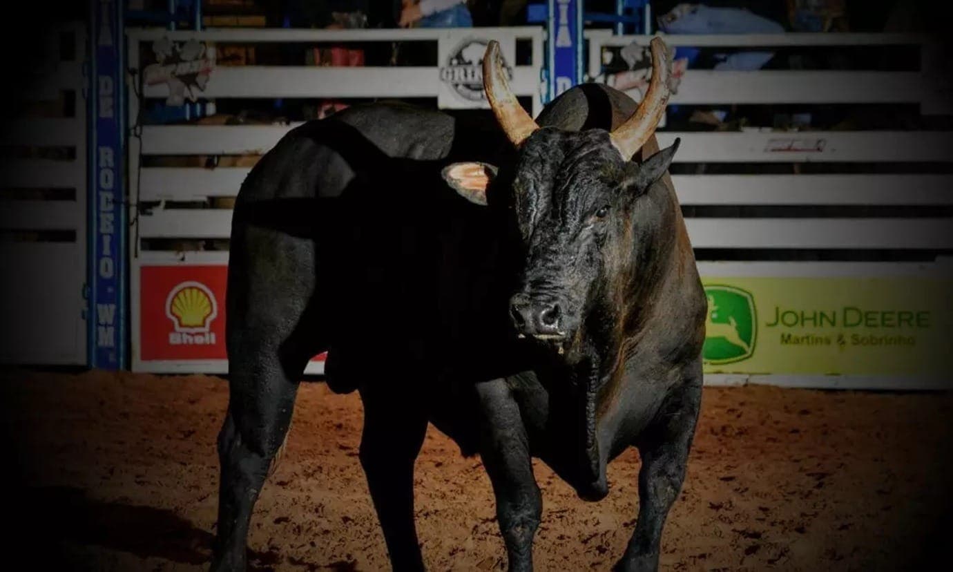 Touro Vingador, invicto do rodeio, morreu em novembro
