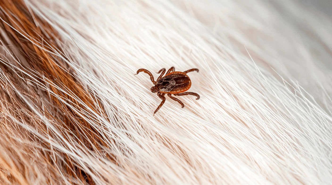 Guia traz atualização sobre carrapatos e outros insetos