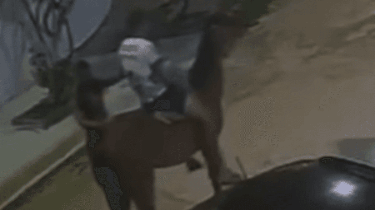 Ladrões usam cavalo para roubar pessoas na Baixada Santista