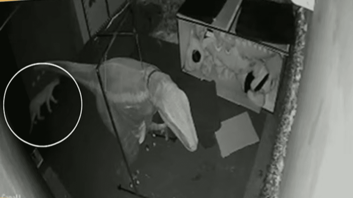 Onça invade restaurante de dinossauros e se esconde em sala de fantasias