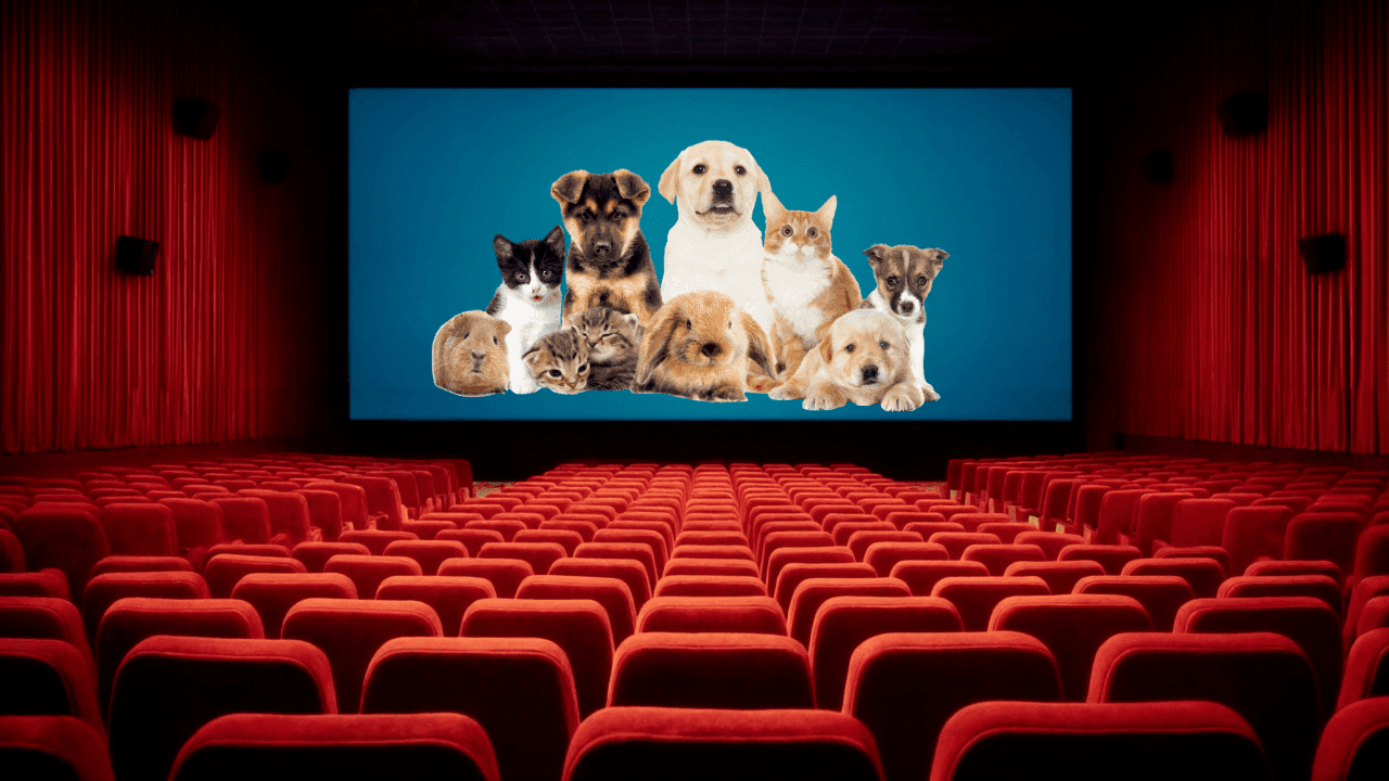 Cinemas da China permitem que donos levem pets e lotam sessões de animação