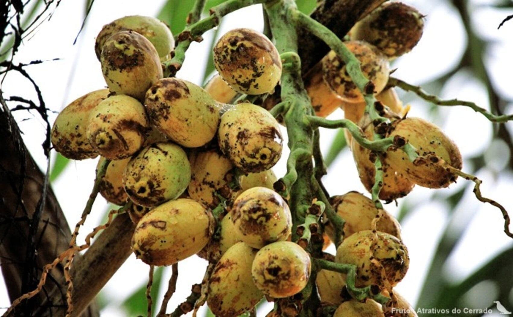 Guariroba, gueroba, coco-babão são alguns nomes atribuídos ao produto