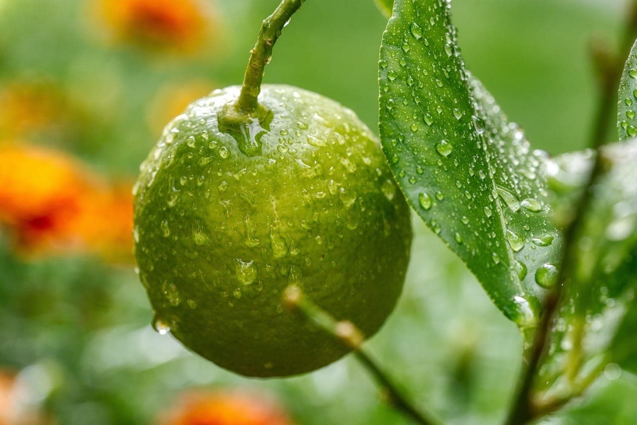 Limão não "limpa" o sangue, mas é um tesouro nutricional para a circulação