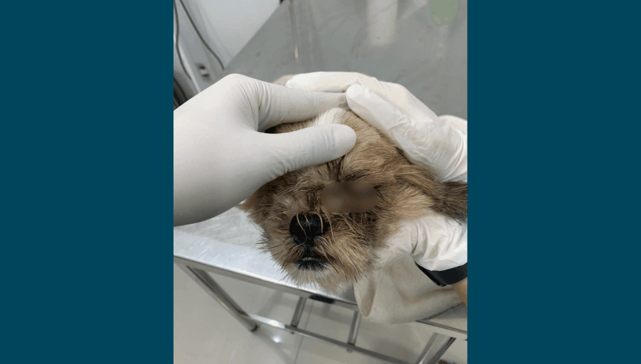 Clínica veterinária acionou a polícia após receber o animal em estado grave