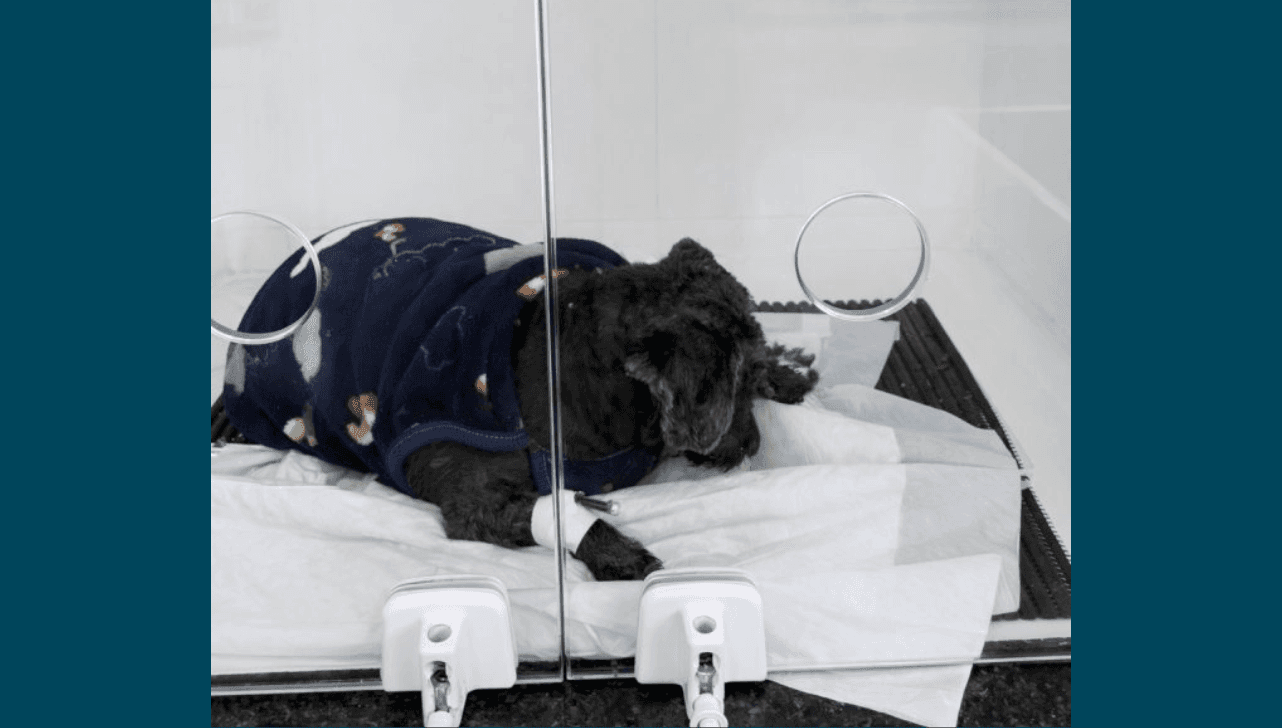 Cão está em recuperação e sob a responsabilidade da Sema