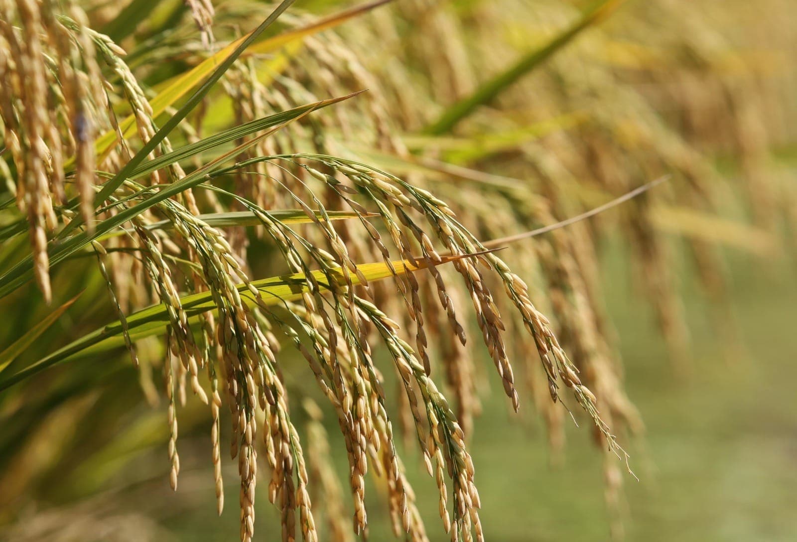 Arrozeiros pedem atenção especial ao custeio agrícola no Plano Safra