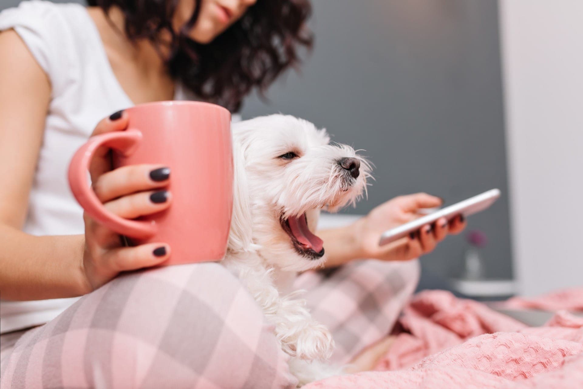 Tendência de humanização de pets movimenta a economia