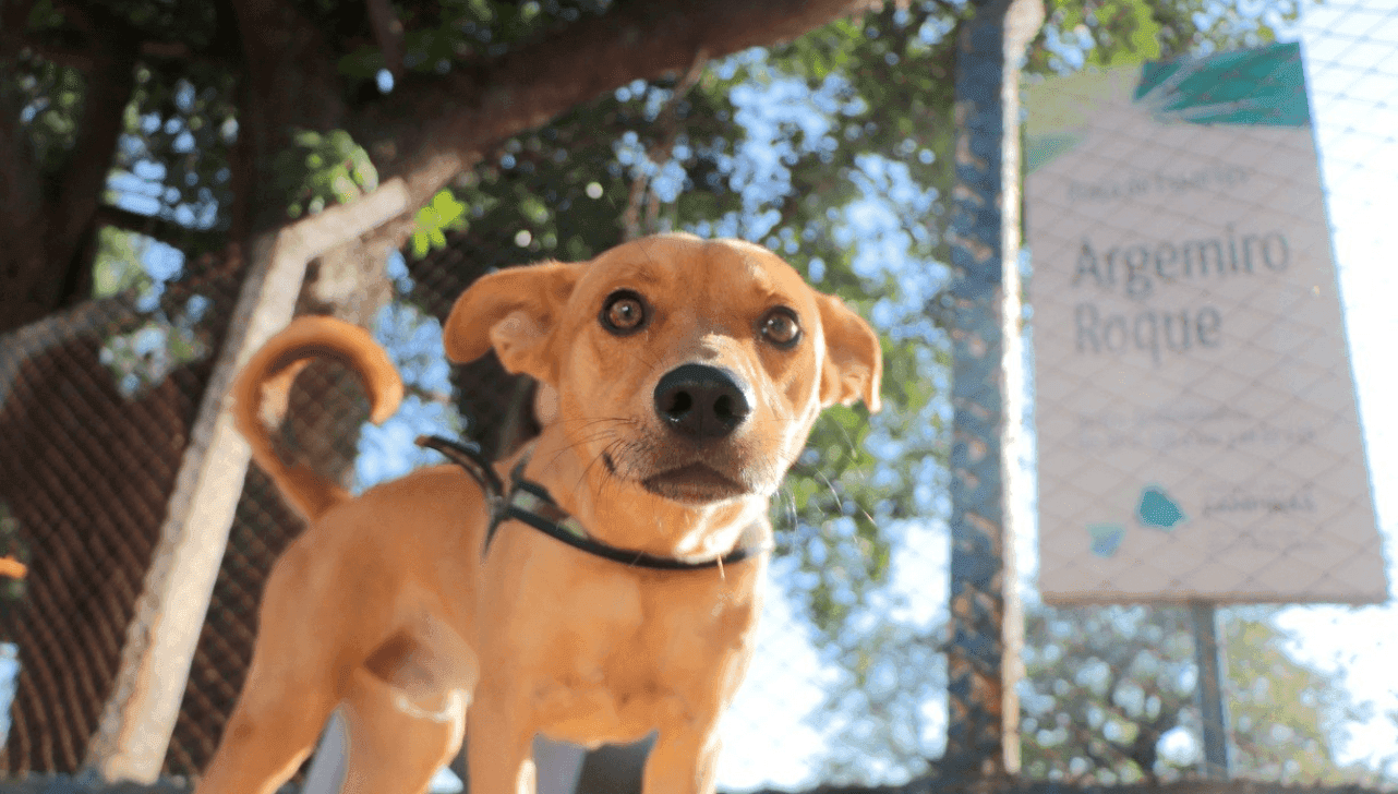 Quem quiser já pode ir passear no parque com seu animalzinho: novidade está valendo
