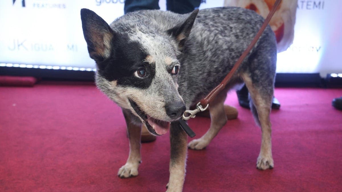 Cadela Texas interpreta Beta no filme "Barba Ensopada de Sangue"