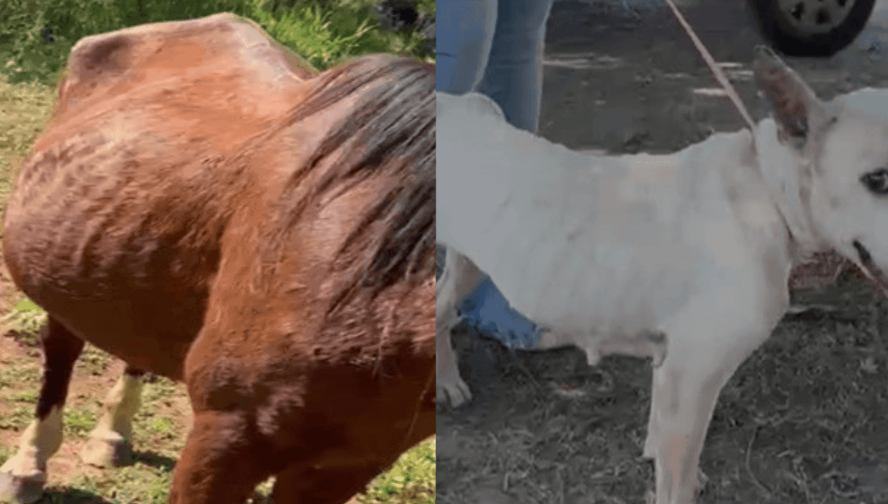 O cachorro e o cavalo estava em situação de desnutrição