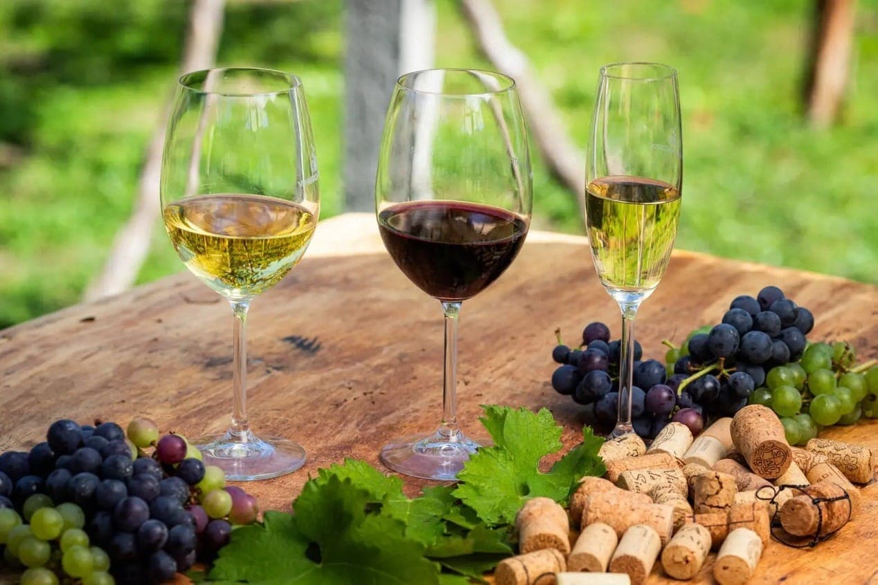 Setor produtivo de vinhos no Brasil investe em qualidade e inovação para competir com vinhos europeus