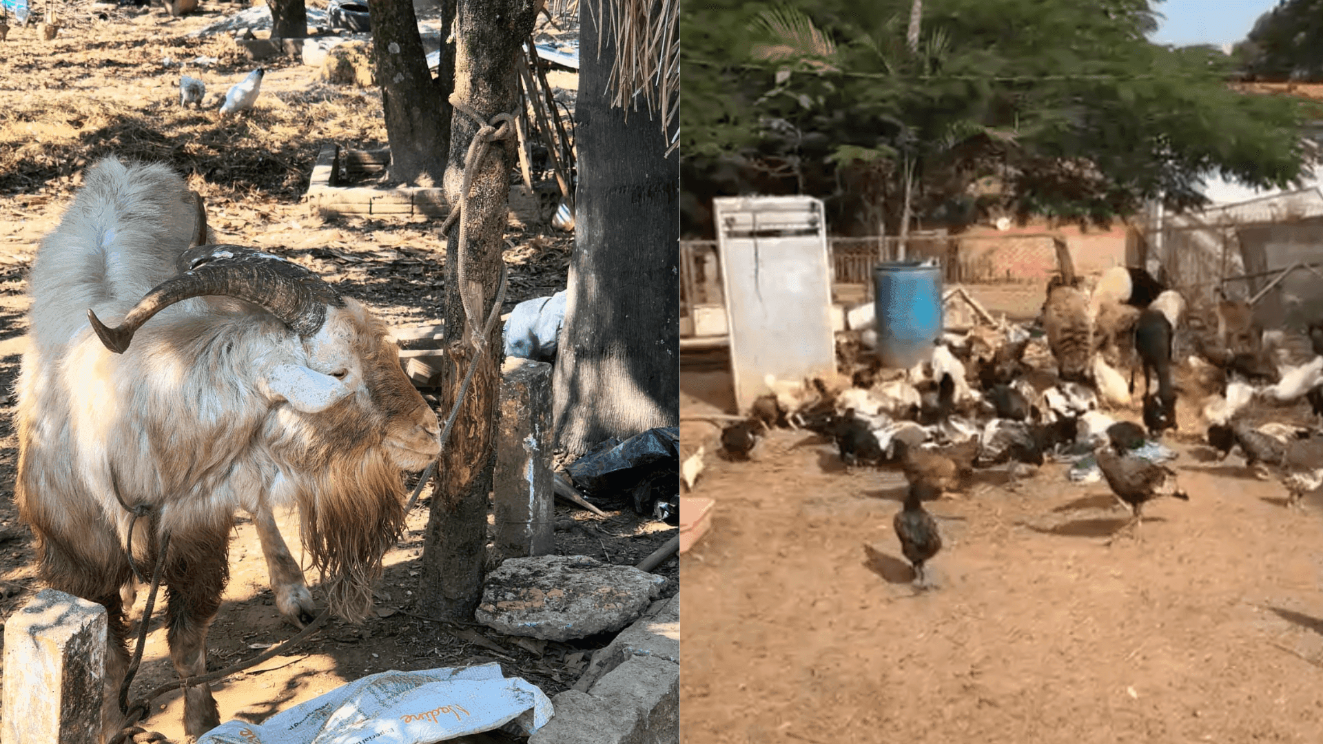 Polícia resgatou 67 animais em condições de maus-tratos