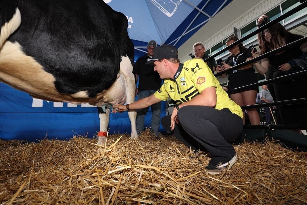 Mick Schumacher ordenhando vaca