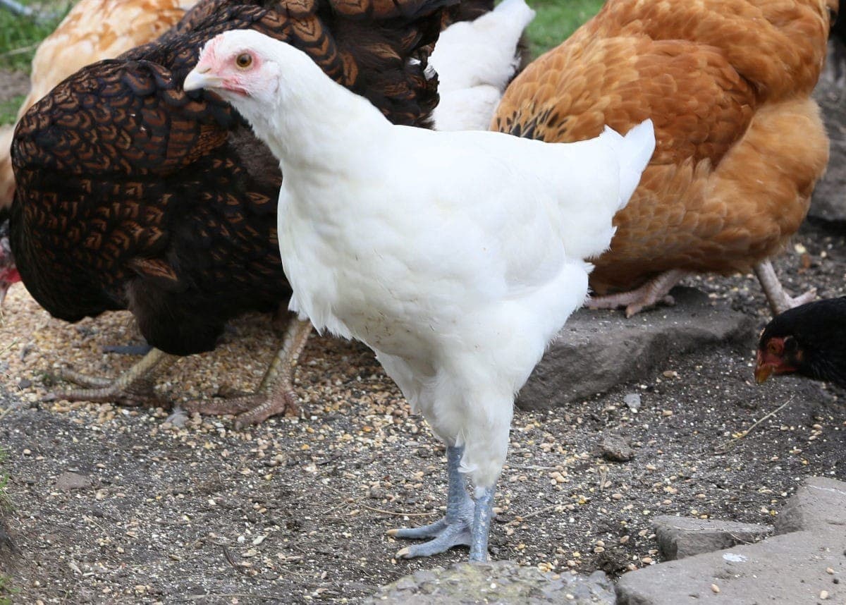 Galinha Bresse Gauloise, um luxo de galinha, era criada na Granja Comary