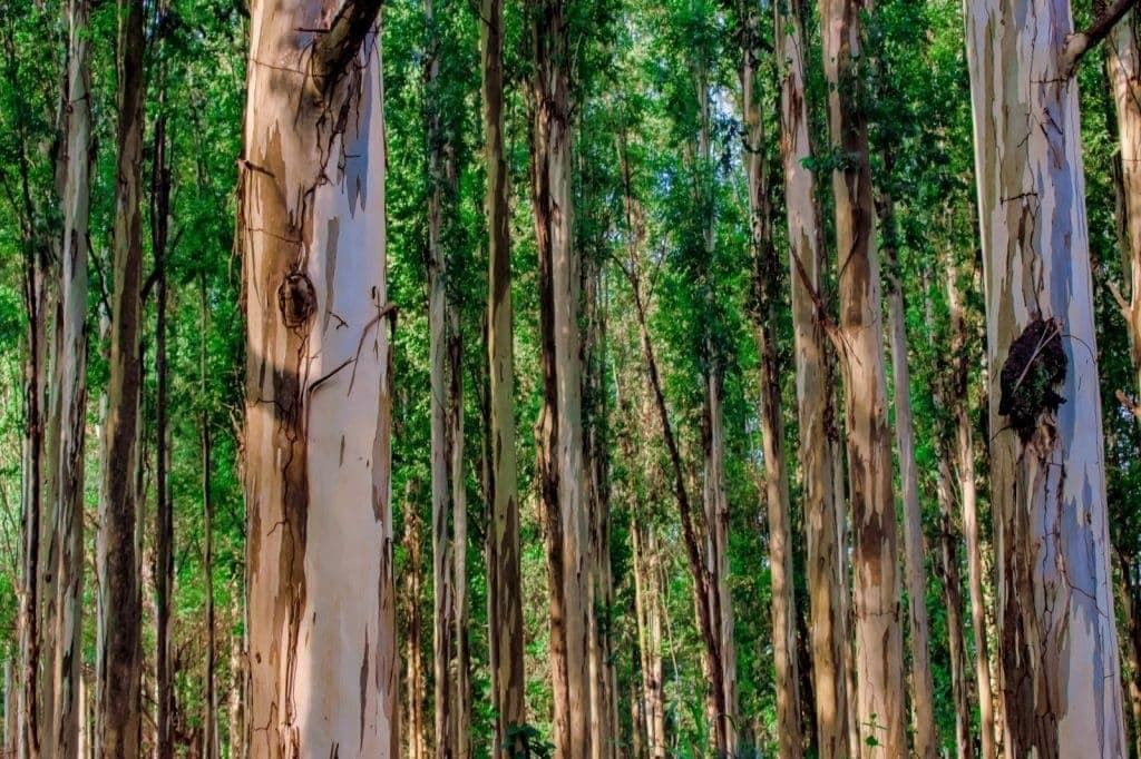 Florestas plantadas com eucalipto representam 77% do território paulista