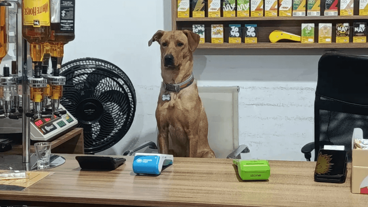 Antônio, cachorro que viralízou como "funcionário do mês" em comércio em SC
