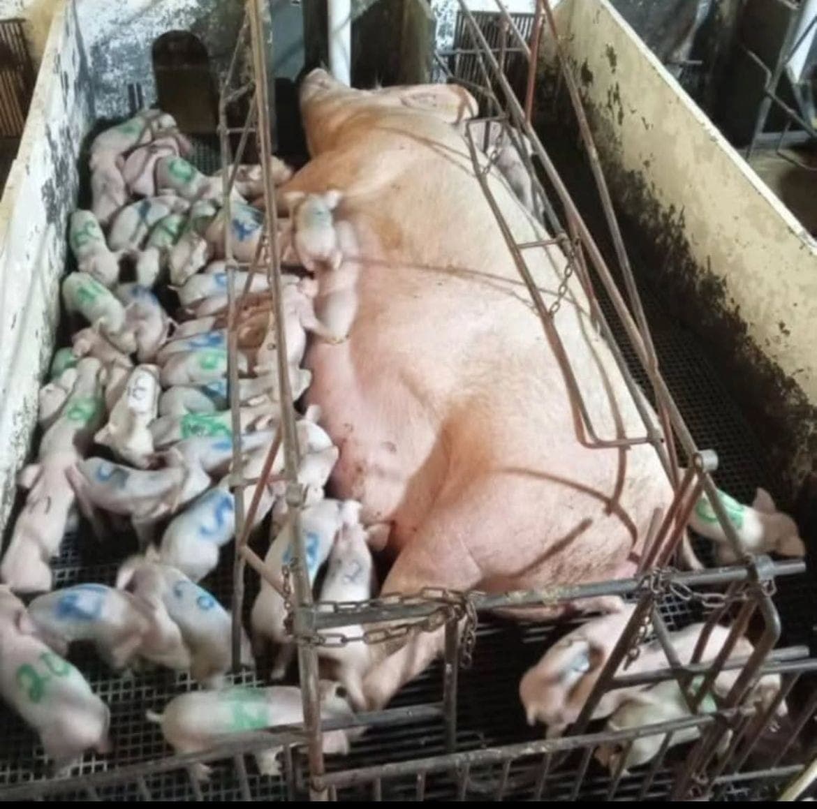 Após 12 horas em trabalho de parto, 46 leitões nascem em MG