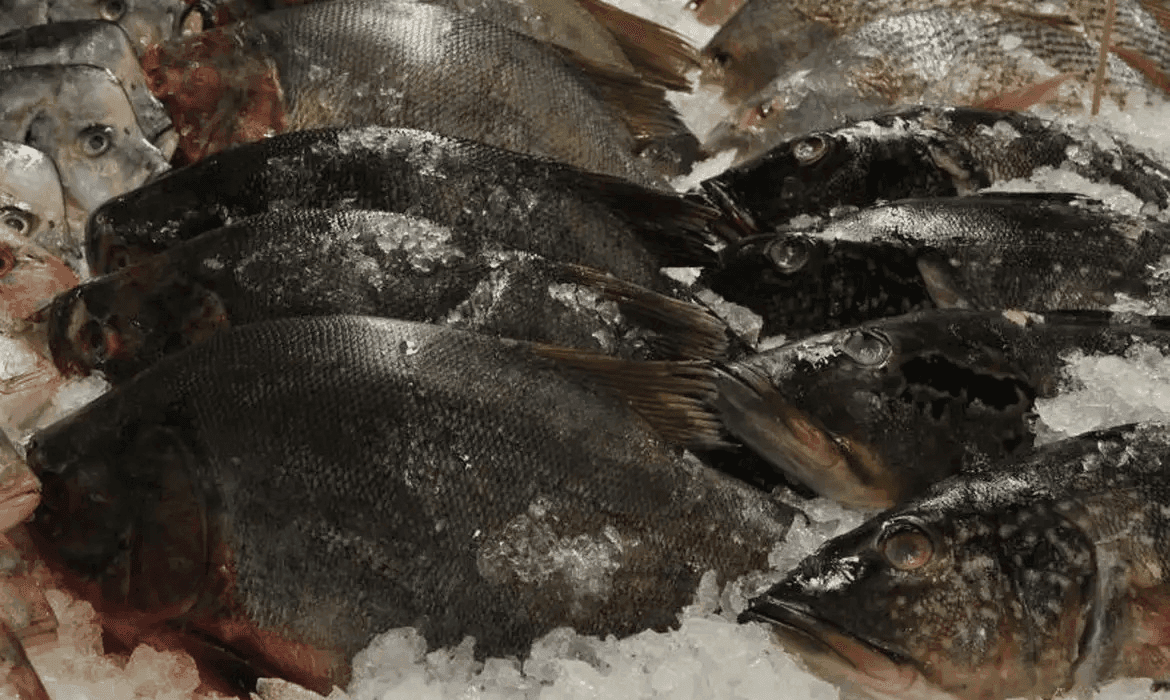 Ibama impede exportação ilegal de R$ 1,89 milhão em peixes no Galeão