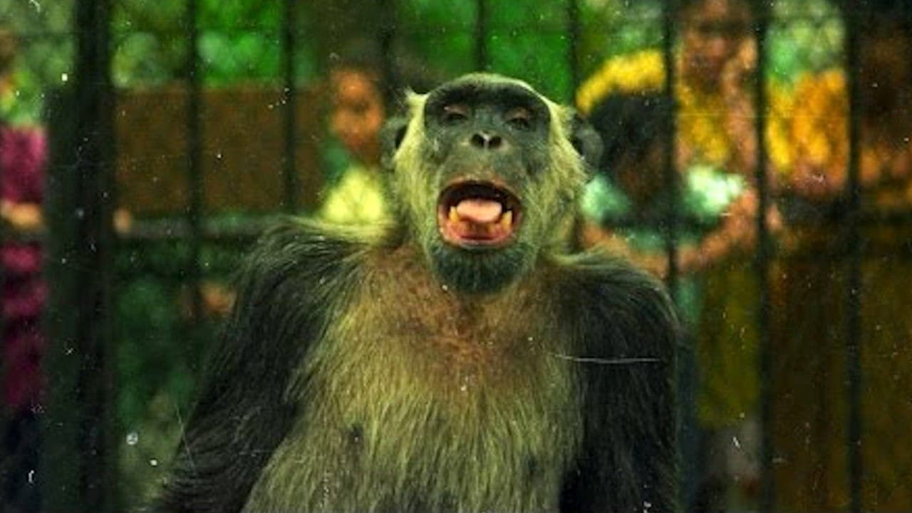 Macaco Tião foi lançado candidato no Rio de Janeiro em 1988