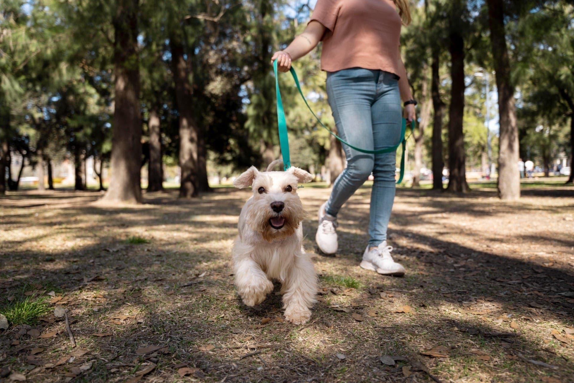 Pets são considerados membros da família e ganham peso em tomadas de decisões