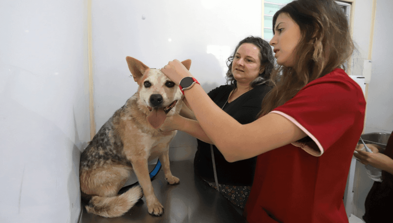 Campinas conta com duas unidades do Consultório Veterinário Móvel