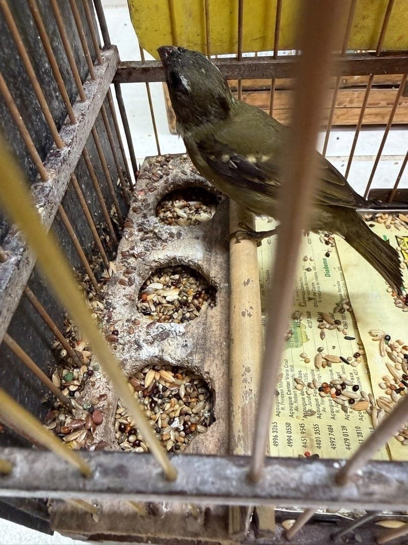O Pixoxó (Sporophila frontalis) é uma espécie ameaçada de extinção