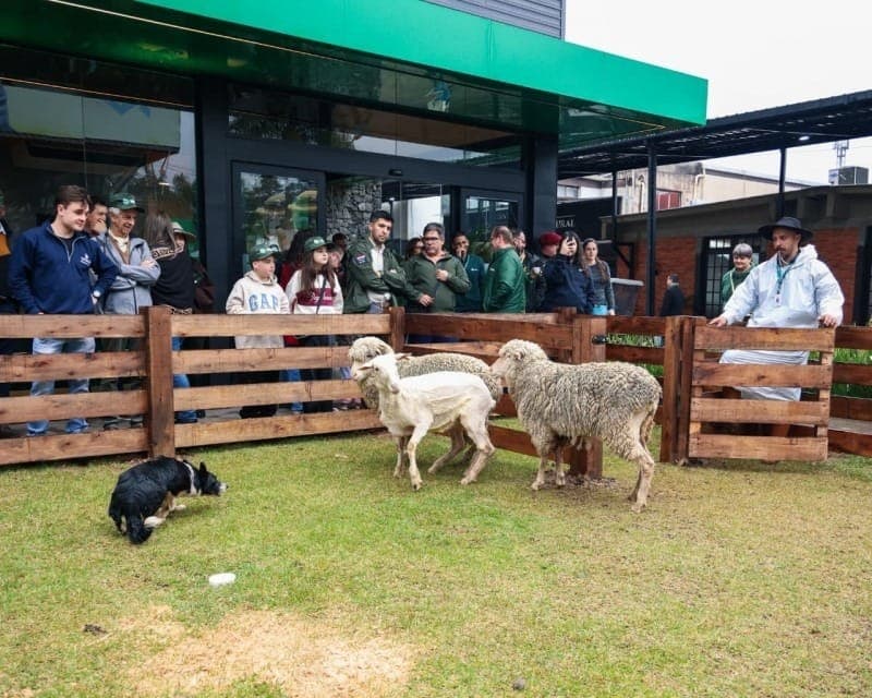 Cães de pastoreio demonstram técnica e precisão em atividade na Expointer